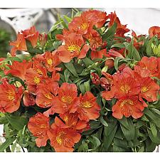 ALSTROEMERIA 'Princess Amina' (='Zapriamin'), Princess Lily