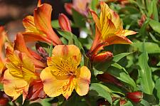 ALSTROEMERIA 'Princess Ariane' (=Zapriari), Princess Lily