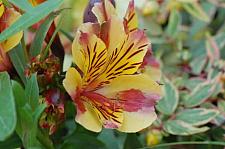 ALSTROEMERIA 'Princess Diana' (='Zapridapal'), Princess Lily