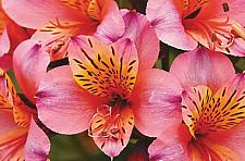 ALSTROEMERIA 'Princess Eliane' (='Zaprielia'), Princess Lily