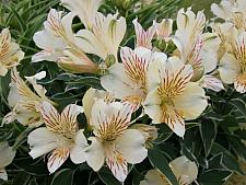 ALSTROEMERIA 'Princess Fabiana' (='Zaprifabi'), Princess Lily