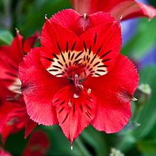 ALSTROEMERIA 'Princess Kate' (='Zaprikate'), Princess Lily