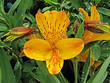 ALSTROEMERIA 'Sussex Gold', Peruvian Lily