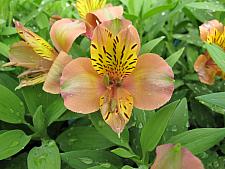 ALSTROEMERIA 'Third Harmonic', Butterfly Lily, Peruvian Lily