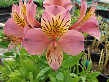 ALSTROEMERIA pelegrina 'Rosea', Peruvian Lily