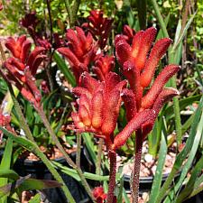 ANIGOZANTHOS 'Bush Ranger' (Bush Gems Series), Kangaroo Paw, Joey Paws