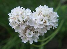 ARMERIA maritima 'Alba', Common Thrift, Sea Pink