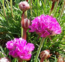 ARMERIA maritima 'Splendens', Common Thrift, Sea Pink