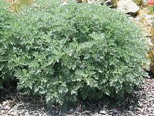 ARTEMISIA 'Powis Castle', Wormwood