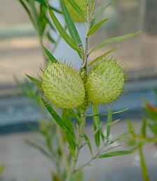 ASCLEPIAS fruticosus (Gomphocarpus), Mini Swan Milkweed, Cotton Bush