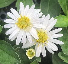 ASTER ageratoides 'Starshine', Japanese Aster