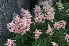 ASTILBE x arendsii 'Peach Blossom', False Spiraea, Meadow Sweet