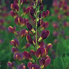 BAPTISIA x variicolor 'Twilite' (Prairieblue Series) syn. 'Twilight', False or Wild Indigo