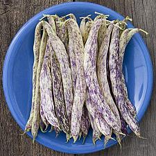 BEAN 'Dragon Langerie' ('Dragon's Tongue', 'Merveille De Piemonte'), Heirloom Bush Bean (PHASEOLUS vulgaris 'Dragon Langerie')