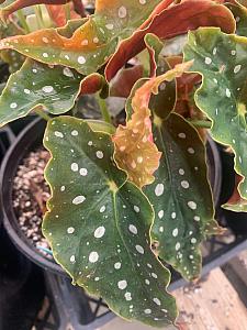 BEGONIA maculata, Polka Dot, Spotted or Clown Begonia