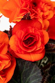 BEGONIA hybrid 'Mahogany Orange', Begonia