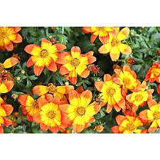 BIDENS 'Bidy Boom Wildfire', Bidens