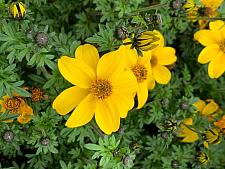 BIDENS 'Bidy Gonzales', Bidens