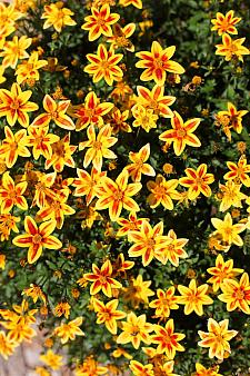 BIDENS ferulifolia Timeless Collection 'Blazing Star', Bidens