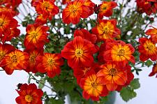 BIDENS ferulifolia Timeless Collection 'Blazing Ring of Fire', Bidens