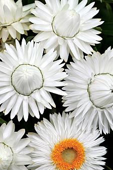 BRACTEANTHA hybrid 'Cottage Ice' (='Wesbracoice'), Everlasting Flower, Strawflower