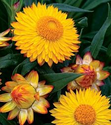 BRACTEANTHA hybrid 'Cottage Yellow' (='Wesbracoye'), Everlasting Flower, Strawflower