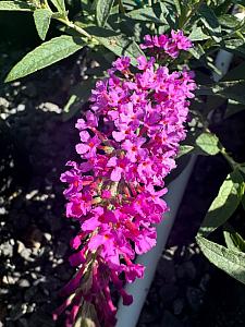 BUDDLEJA 'Buzz Magenta', Butterfly Bush, Summer Lilac