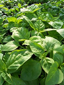 BASIL 'Genovese', Organic Heirloom Basil