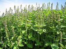 BASIL 'Holy' (Sacred, Tulsi, Monk's Basil), Organic Holy Basil