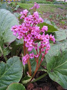 BERGENIA cordifolia, Heartleaf Bergenia