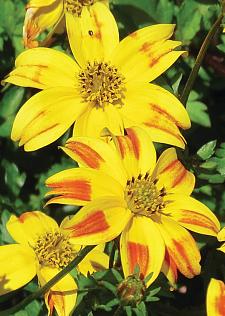 BIDENS Beedance 'Red Stripe', Bidens