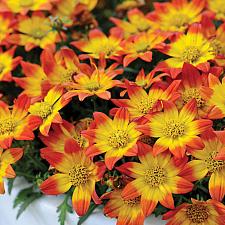 BIDENS Beedance 'Painted Red', Bidens