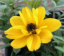 BIDENS 'Tweety', Bidens