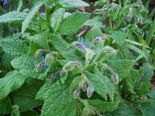 BORAGE, Organic Borage