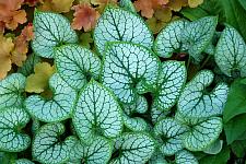 BRUNNERA macrophylla 'Jack Frost', Siberian Bugloss, Forget-Me-Not, Alkanet