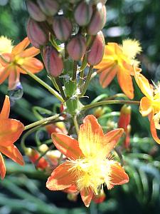 BULBINE frutescens 'Hallmark', Stalked Bulbine (syn. B. caulescens)