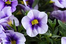 CALIBRACHOA 'Eyeconic Purple', Million Bells