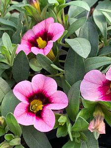 CALIBRACHOA MiniFamous Neo 'Light Pink + Eye' (syn. 'Kleca18503'), MiniFamous Series Calibrachoa