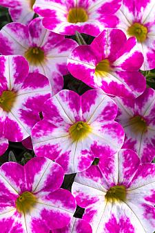 CALIBRACHOA hybrid Candy Shop 'Milky Pink', Candy Shop Calibrachoa