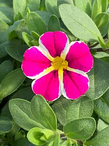 CALIBRACHOA MiniFamous Uno 'Pink Star' (syn. 'Kleca16006'), MiniFamous Series Calibrachoa