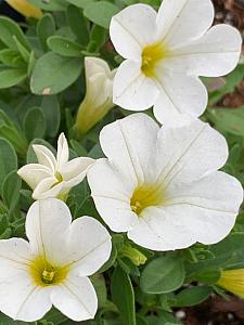 CALIBRACHOA MiniFamous Uno 'White' (syn. 'Kleca17002'), MiniFamous Series Calibrachoa