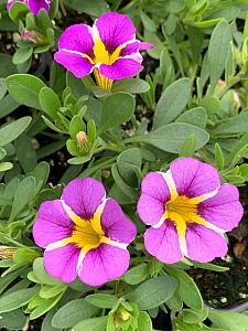 CALIBRACHOA MiniFamous Uno 'Violet Star' (syn. 'Kleca16371'), MiniFamous Series Calibrachoa