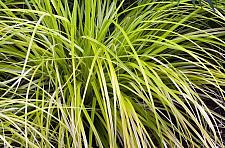 CAREX oshimensis EverColor 'Everillo', Golden Japanese Sedge