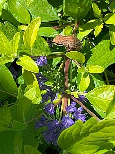 CARYOPTERIS x clandonensis 'Gold Crest', Bluebeard, Blue Spirea