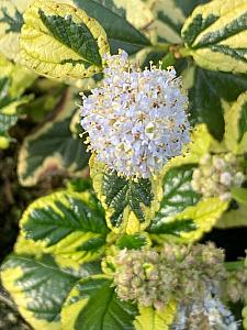 CEANOTHUS x 'Emerisa's Gem', Carmel Creeper, Californian Lilac