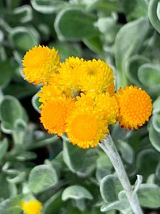 CHRYSOCEPHALUM apiculatum 'Desert Flame', Yellow Buttons