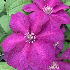 CLEMATIS 'Kardynal Wyszynski' (syn. 'Cardinal Wyszynski'), Clematis: Later Flowering Large-flowered type