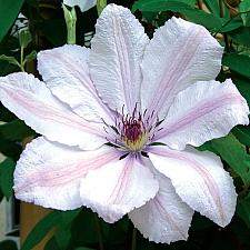 CLEMATIS 'John Paul II' (syn. 'Jan Pawel II', 'Jan Pavel II'), Clematis: Early Large-flowered type