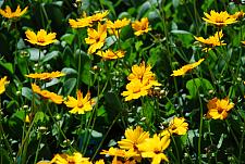 COREOPSIS auriculata 'Nana', Mouse Ear Coreopsis, Dwarf Coreopsis, Tickseed