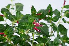 CUPHEA hyssopifolia Cubano 'Cristo', False Heather, Mexican Heather, Cigar Flower